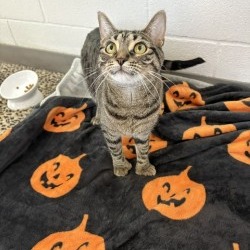 Stormy (AKA Eepy), photo 5