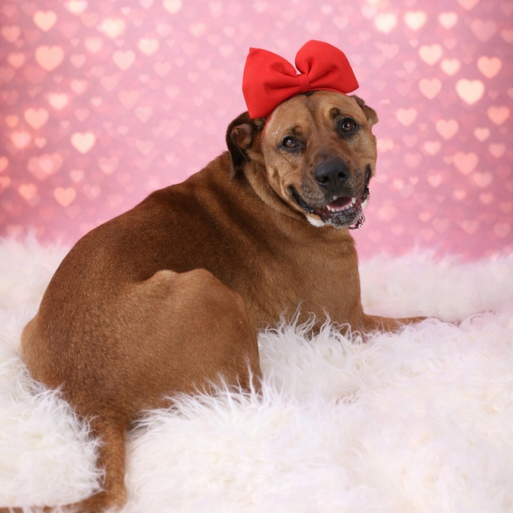 Ginger Spice, a 6 years old female Unknown available for adoption from Southampton Animal Shelter Foundation in Hampton Bays, Suffolk