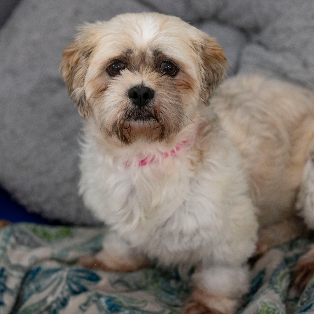 Millie (JY26-77), photo 3