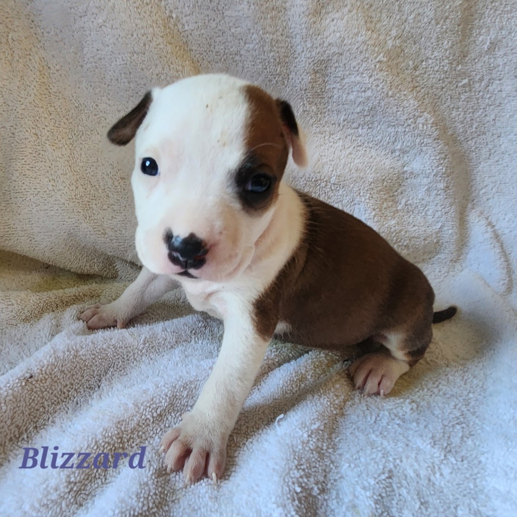 Mixed Breed