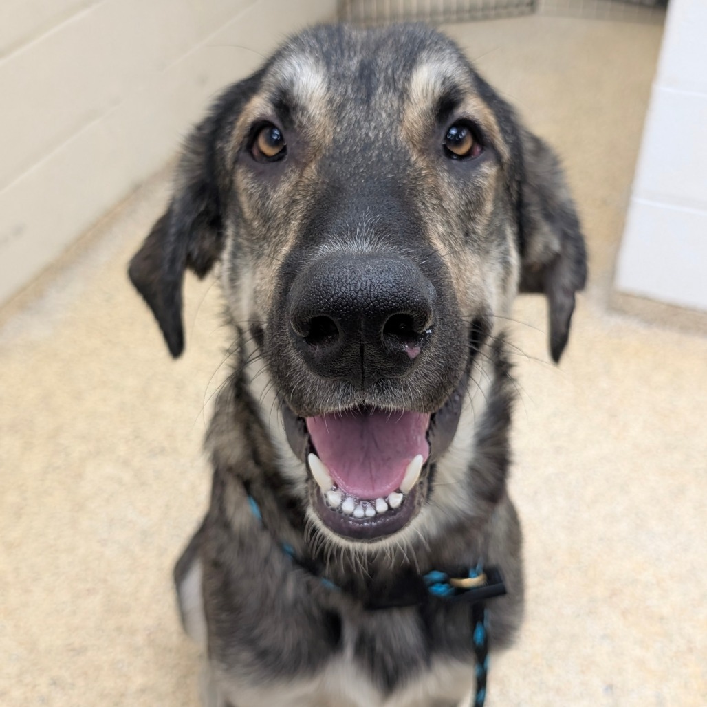 BENITO - Shepherd / German available for adoption