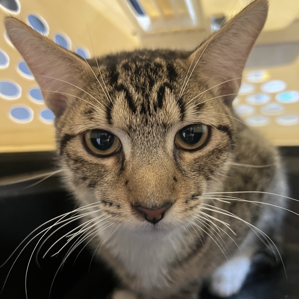 SPARKY (662994) - Domestic Shorthair available for adoption