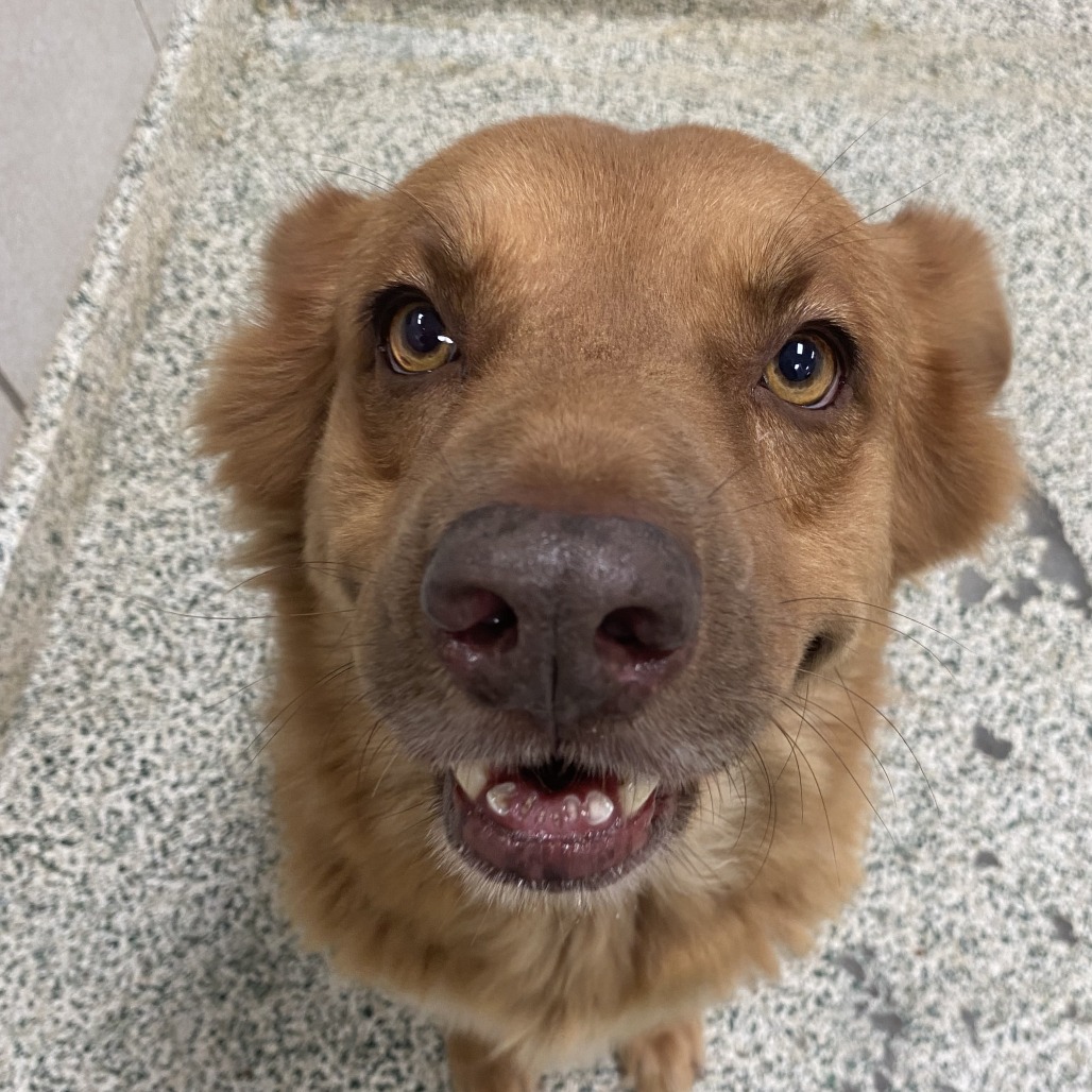 SEPHORA - Mixed Breed (Medium) available for adoption
