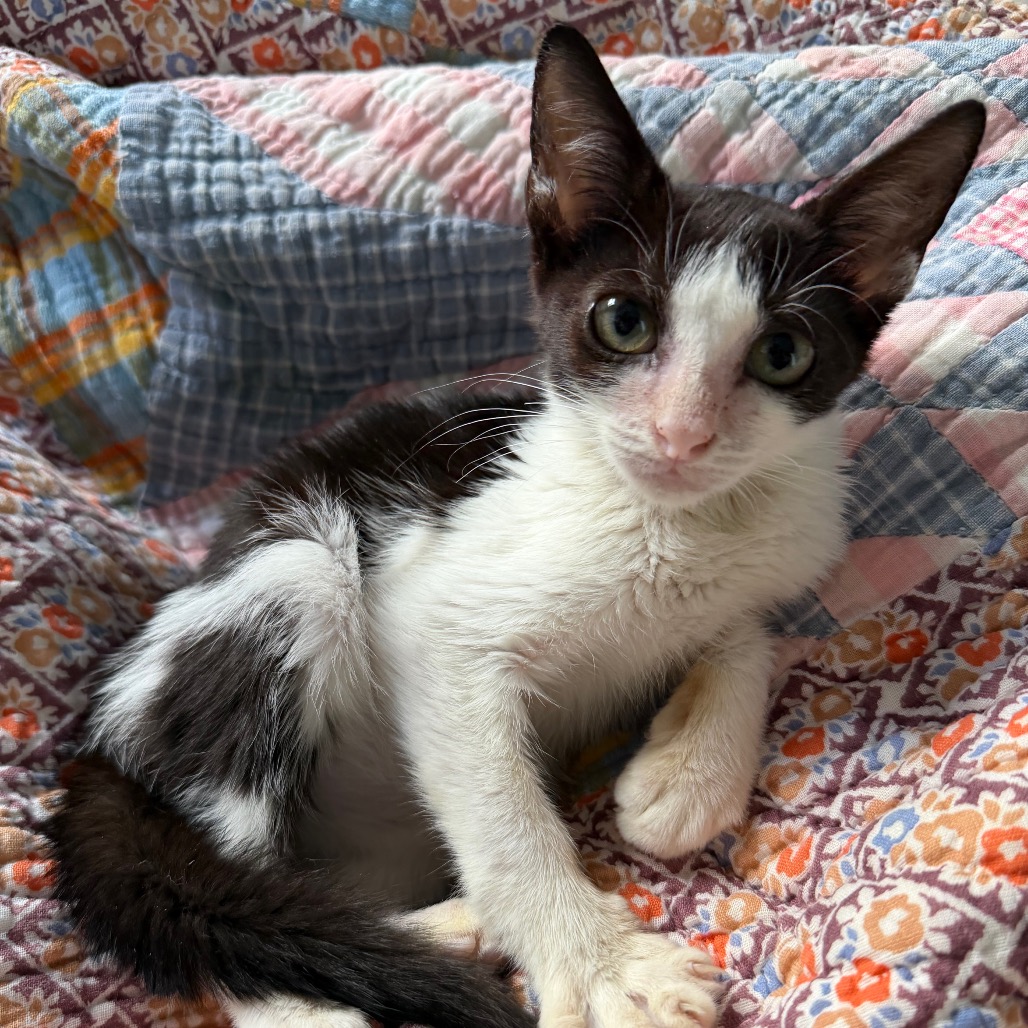 FARGO - Domestic Shorthair available for adoption