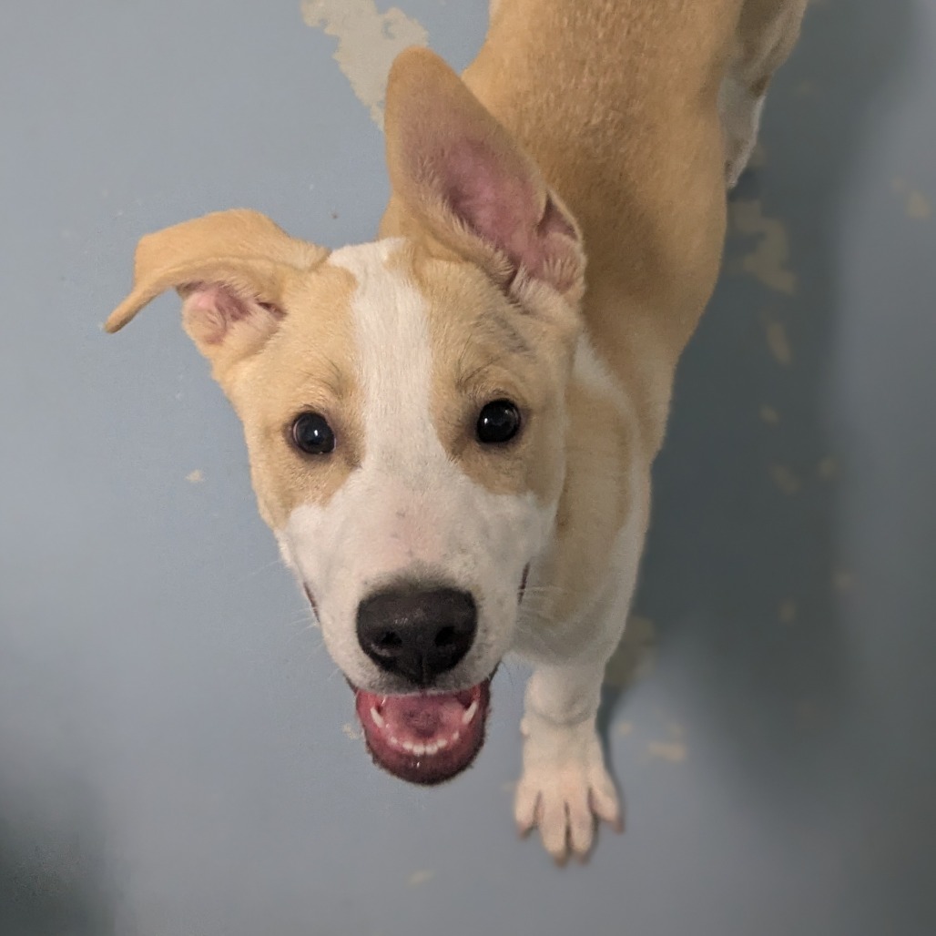 Blizzard — thumbnail 3