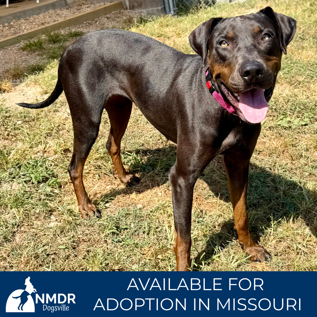 ELSA (AG26-46) - Catahoula Leopard Dog available for adoption