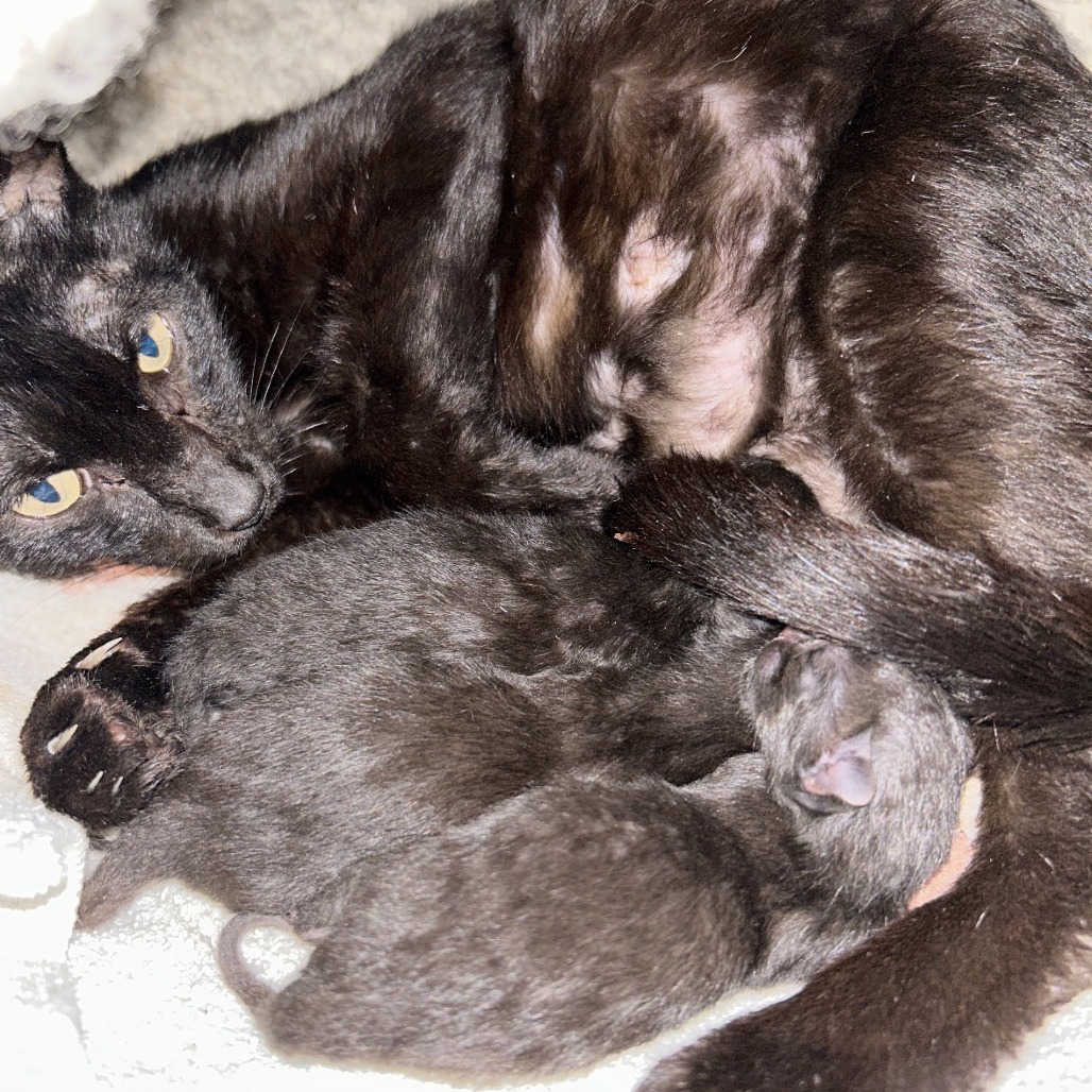 MINNOW - Domestic Shorthair available for adoption