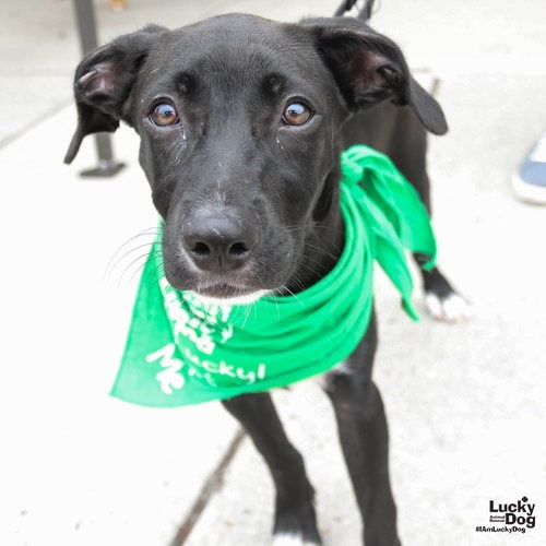 PABLO - Terrier / Mix available for adoption