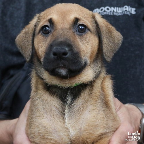 LONGAN - Retriever / Shepherd available for adoption