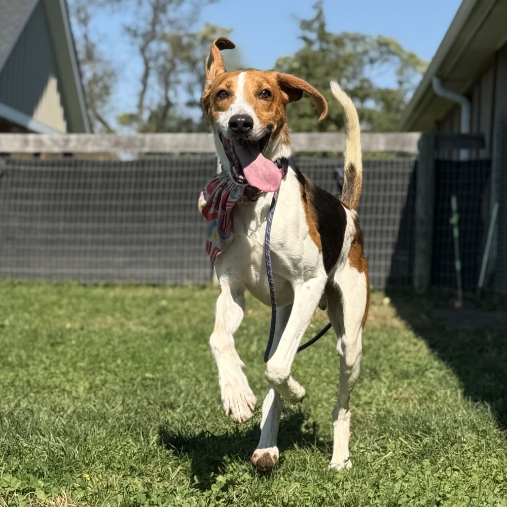 LINK - Hound available for adoption
