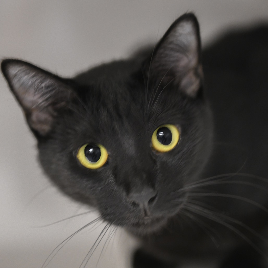Koa - Domestic Shorthair