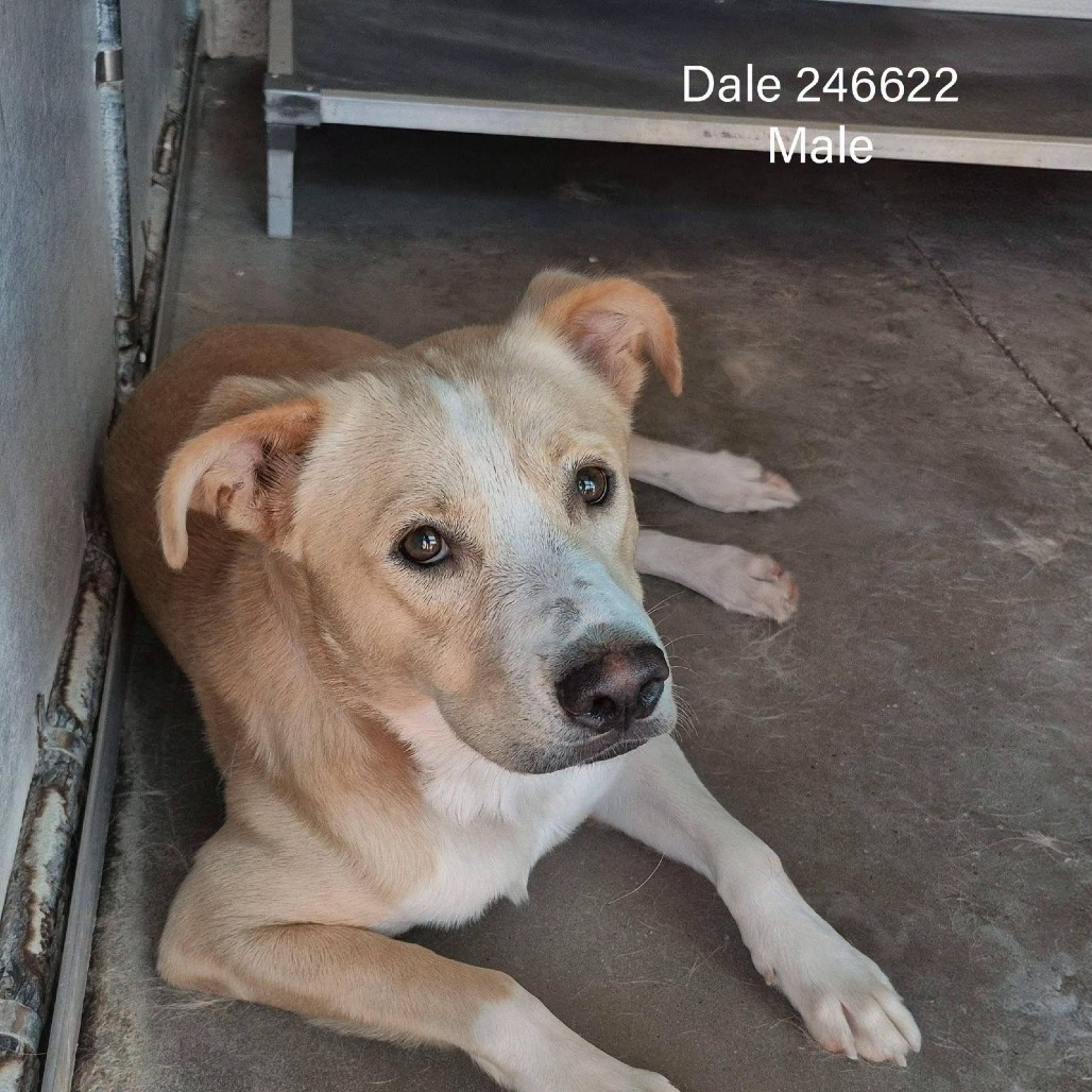 Dale