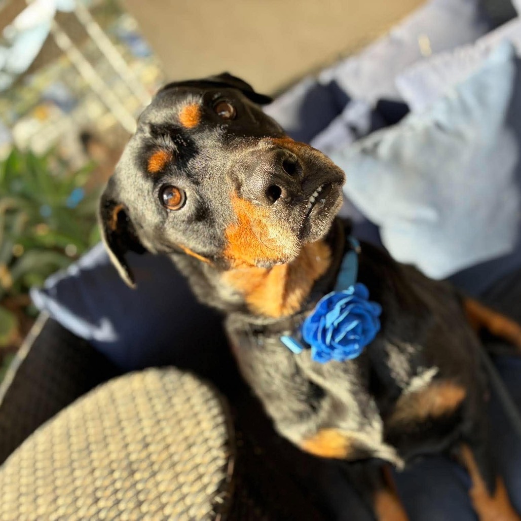 Sammi