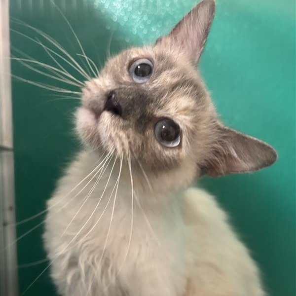 Crystal : Female 26 Domestic Medium Hair