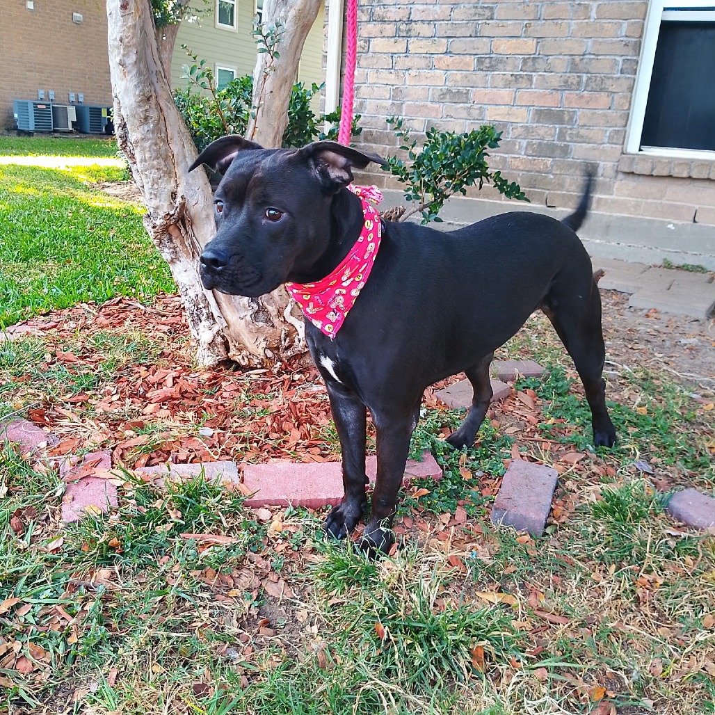 Xena