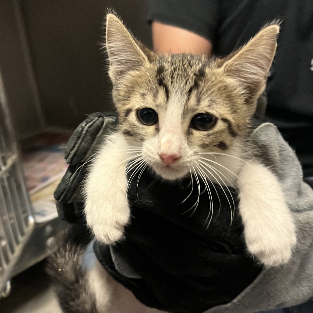 Photo of Jacaerys, available for adoption at PVAS