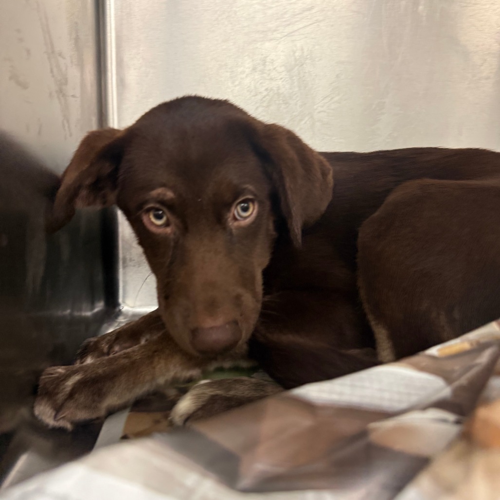 AGGIE - Retriever, Labrador / Husky available for adoption