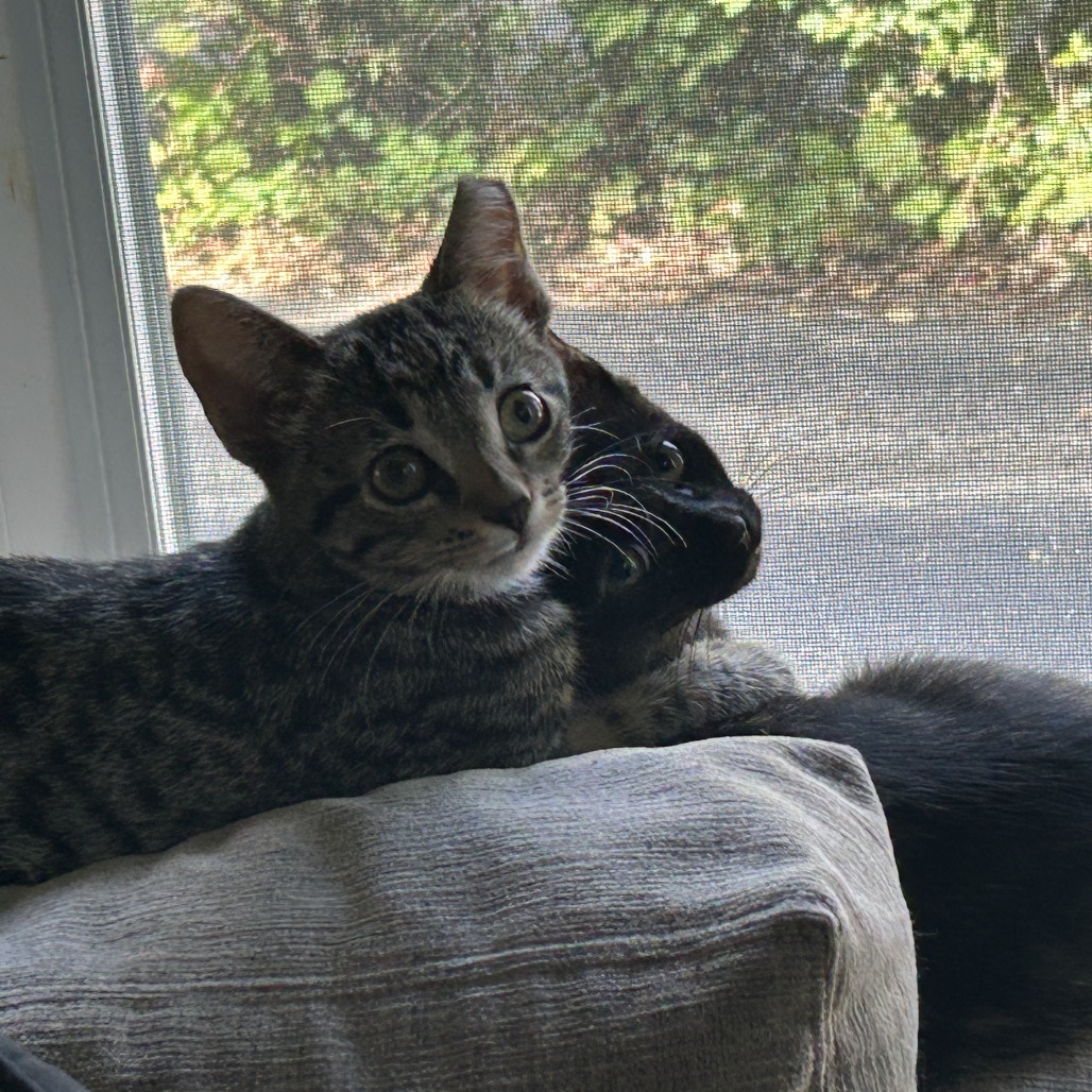 Lucy (k2026), photo 6