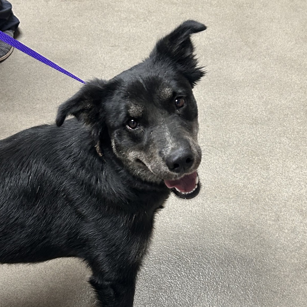 Kennel#22 Shilah's preview photo