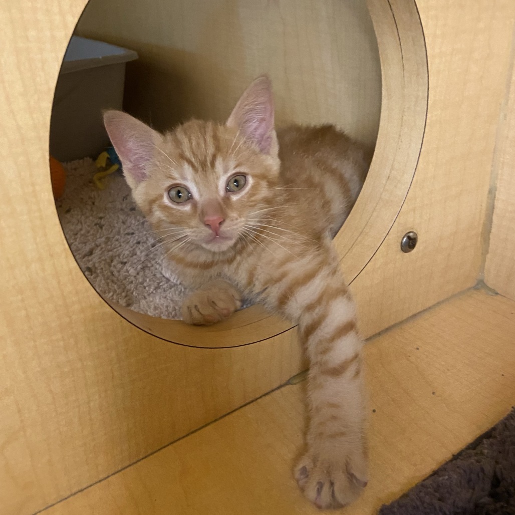 HARD BOIL - Domestic Shorthair available for adoption