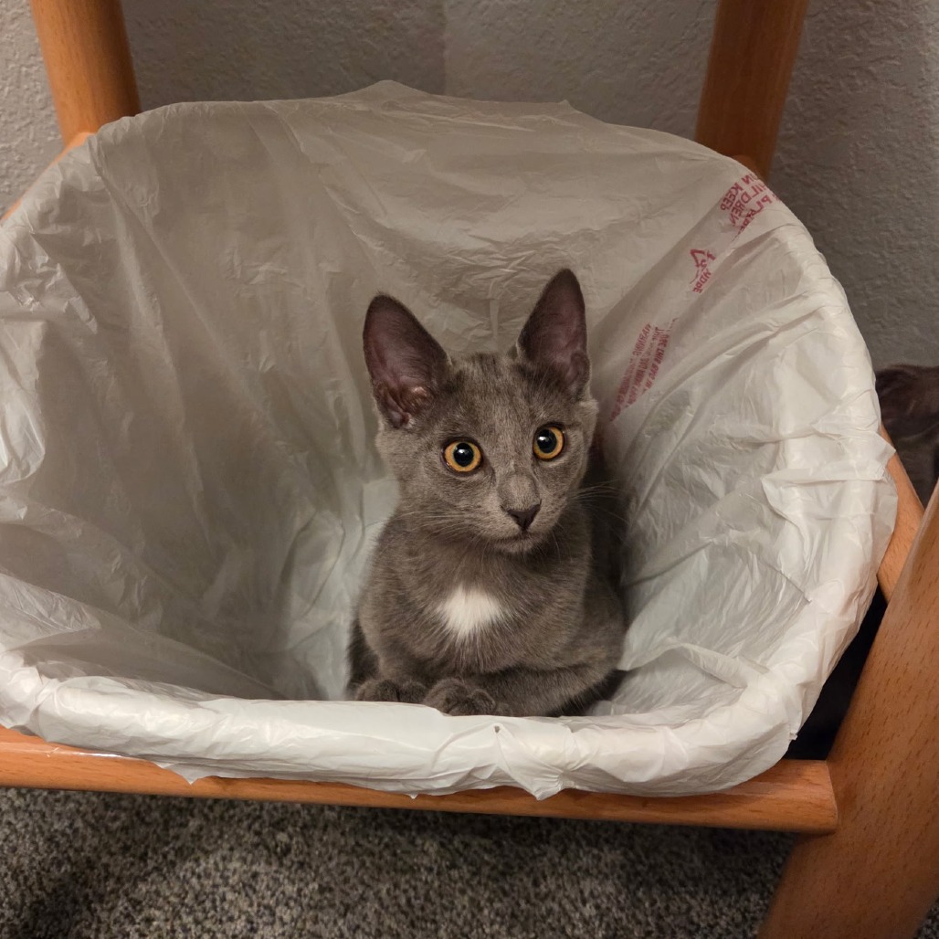 DOROTHY (BONDED WITH ROSE) - Domestic Shorthair available for adoption