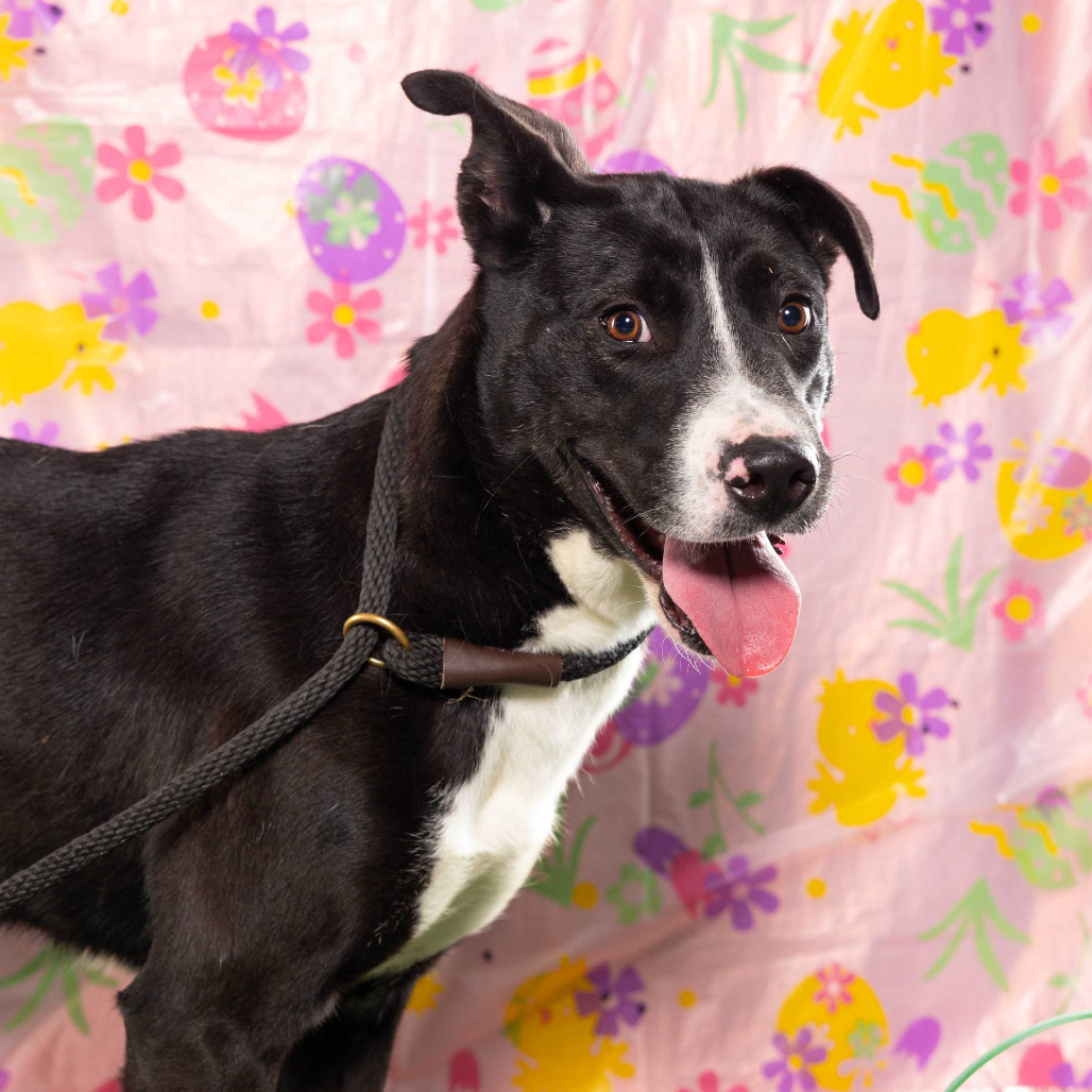 Frannie, available for adoption at PVAS