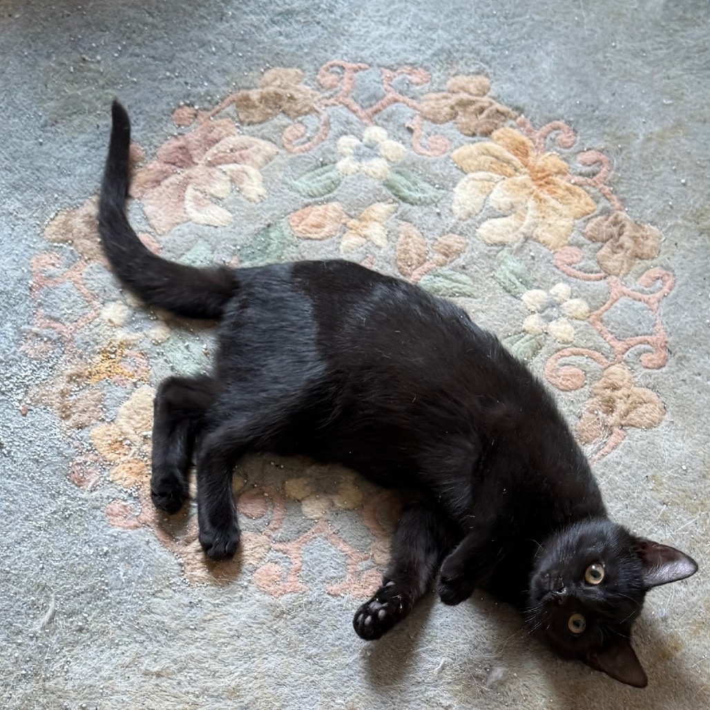 RAVEN - Domestic Shorthair for adoption in Silver Spring
