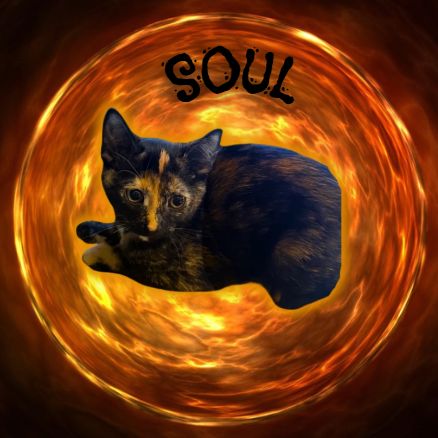 SOUL - Domestic Shorthair for adoption in Mesa