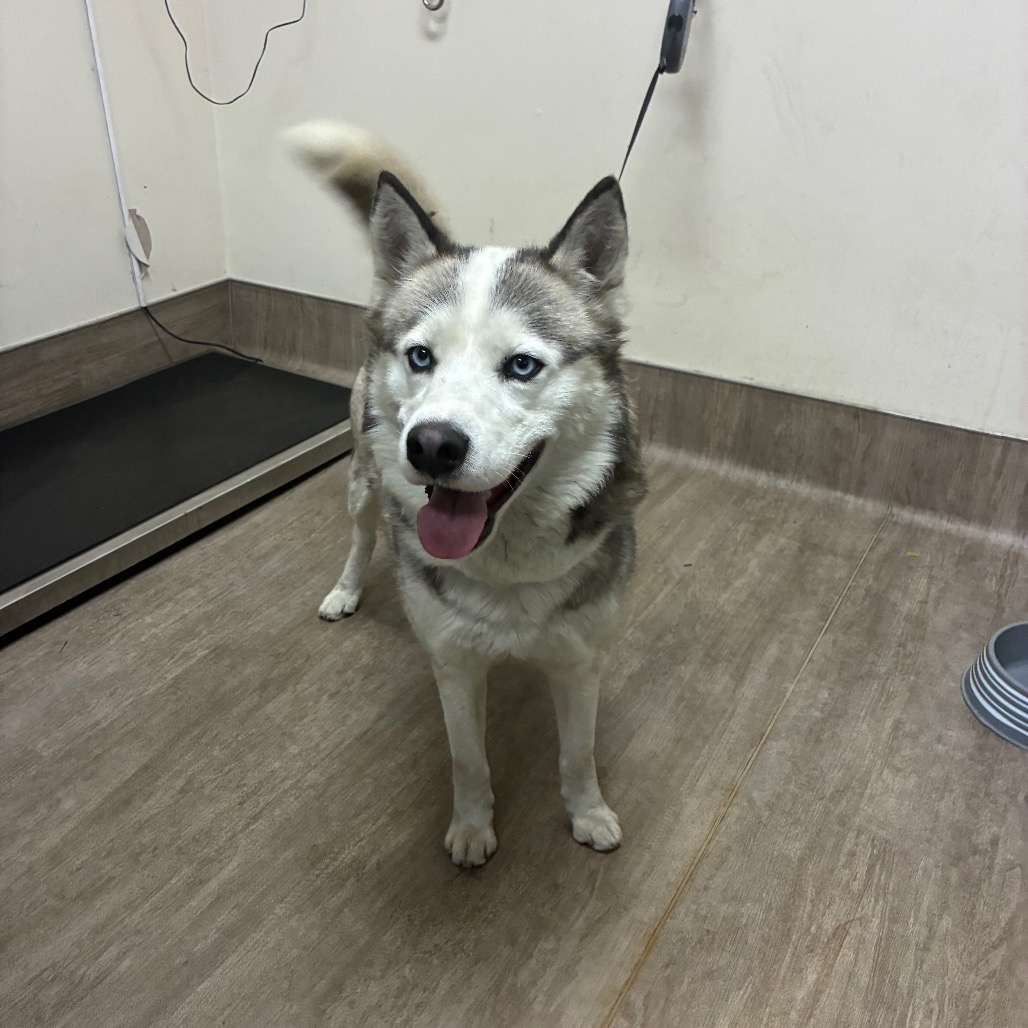 Siberian Husky