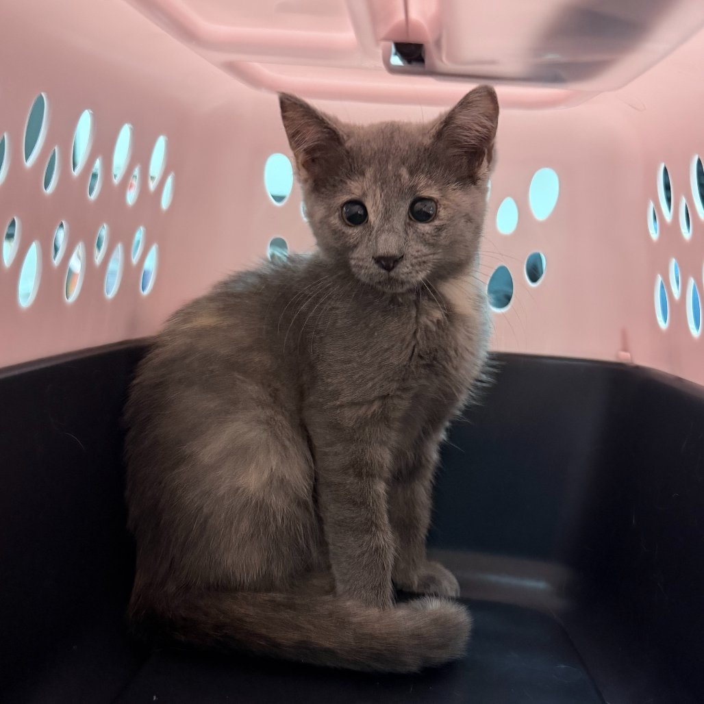 TREE FRUIT - Domestic Shorthair for adoption in Edinburg