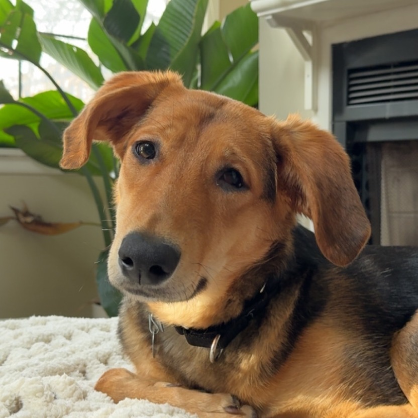 Rhea — thumbnail 3