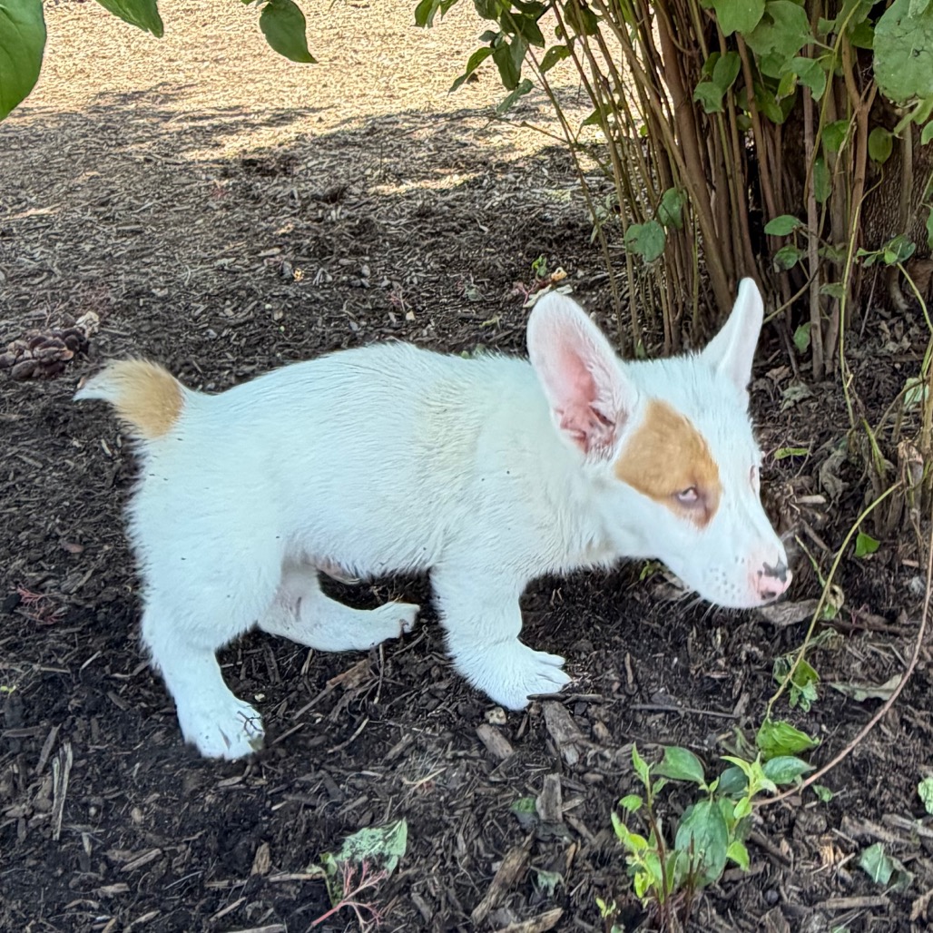 Animal Thumbnail