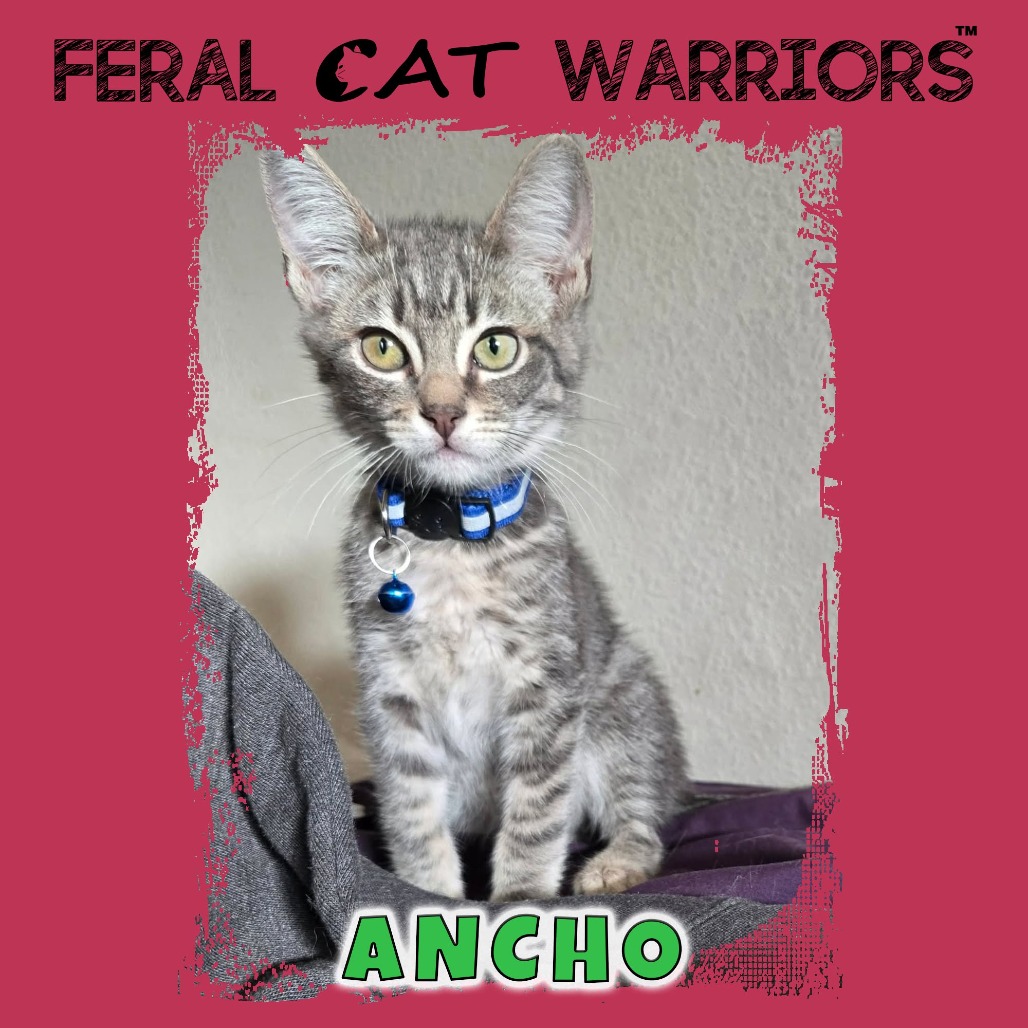 Ancho