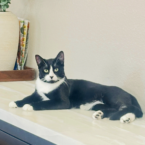 DOMINO - Domestic Shorthair available for adoption