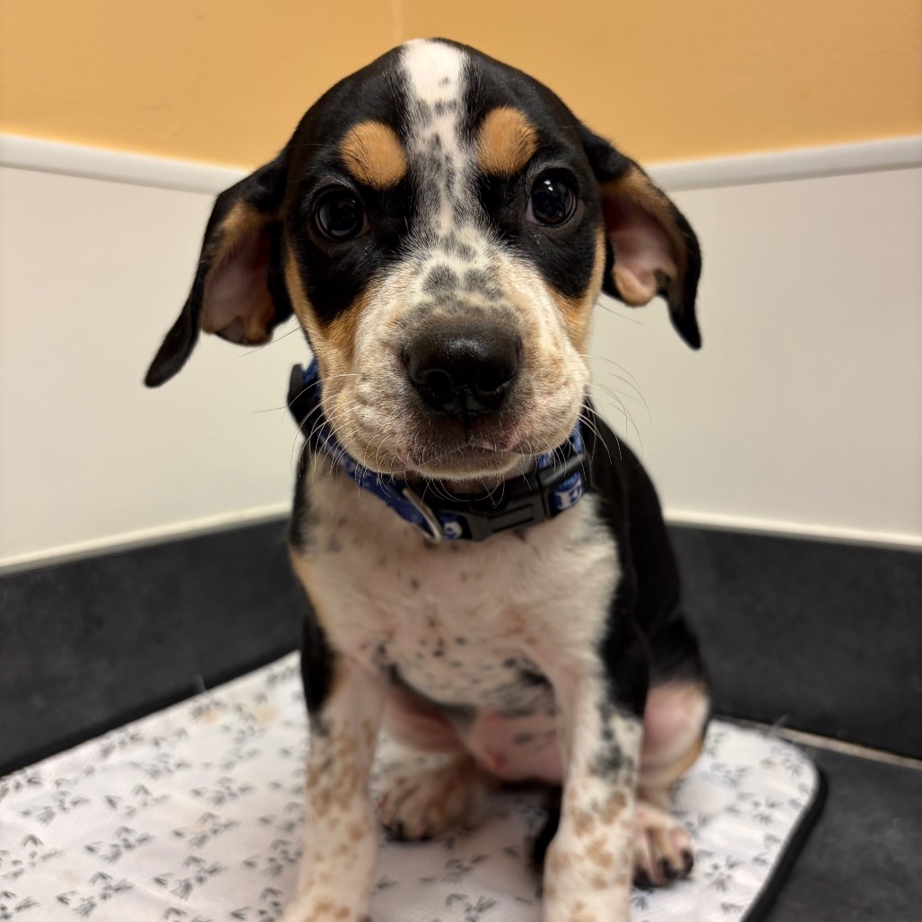 FWT SPECKLE - Mixed Breed (Small) available for adoption