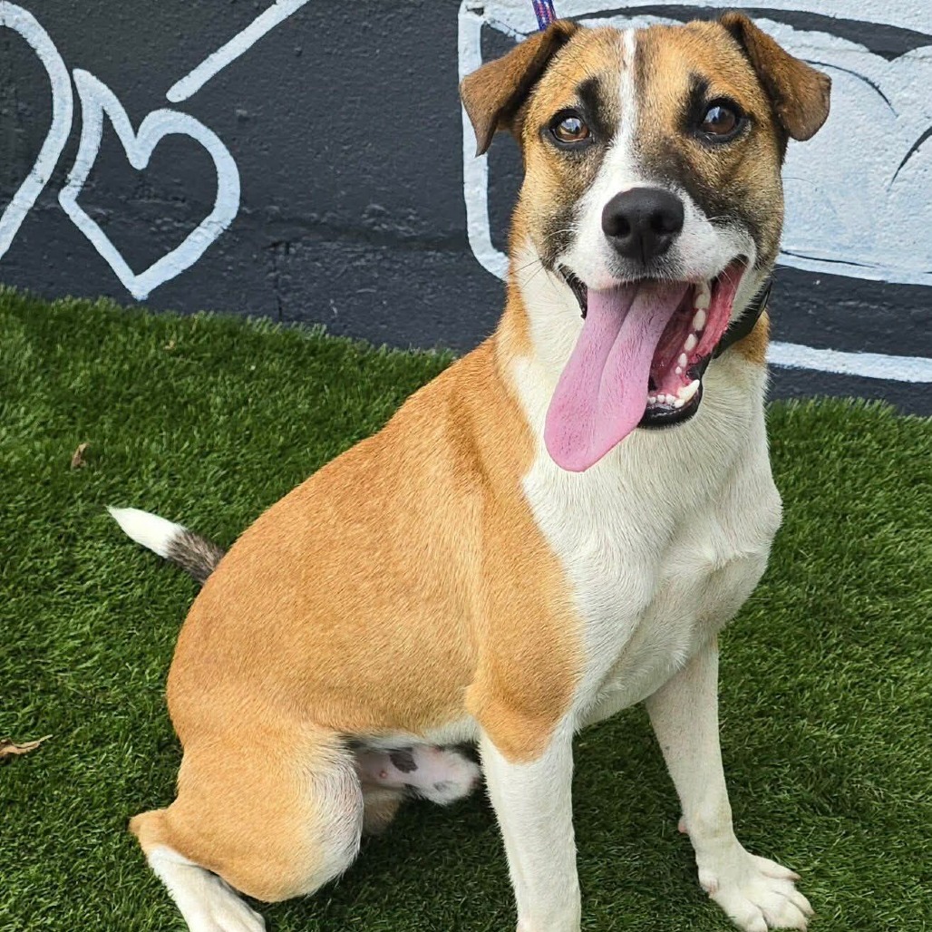 FOSTER NEEDED - Bay