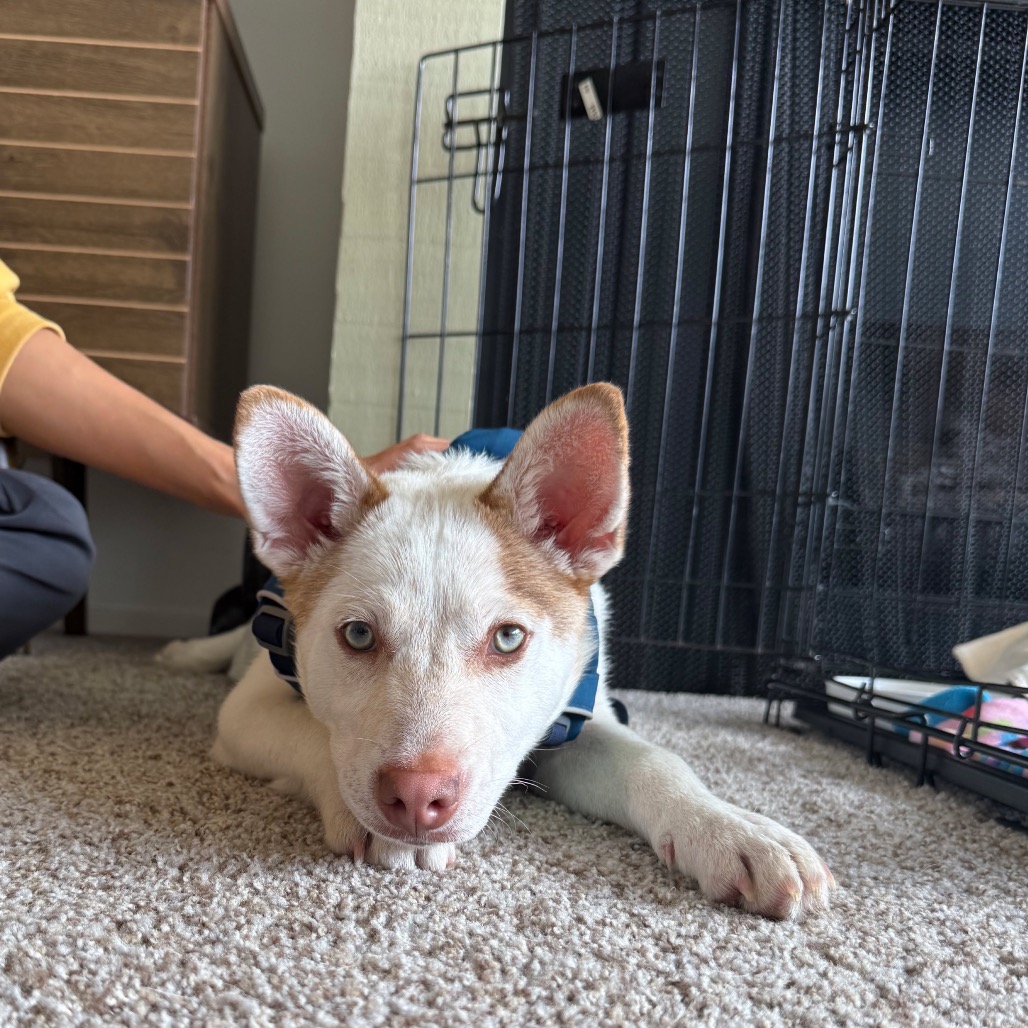 Ollie — thumbnail 4