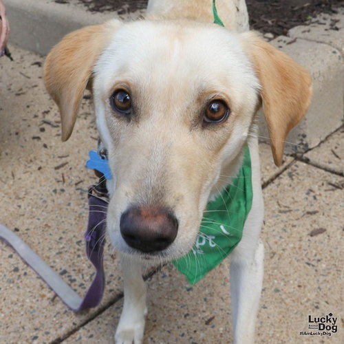 AVALANCHE - Carolina Dog / Retriever, Labrador available for adoption