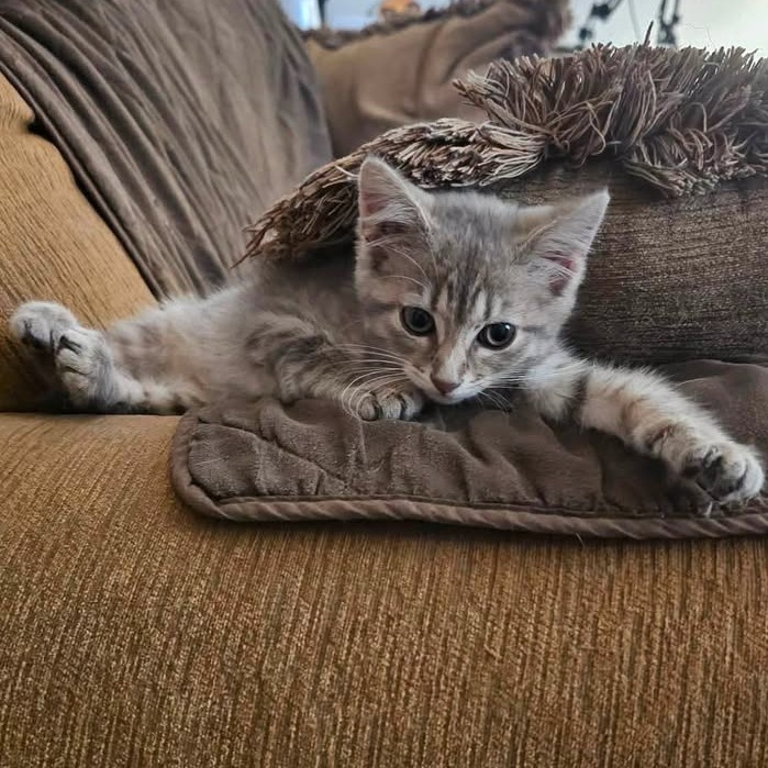 CINDER - Domestic Shorthair available for adoption