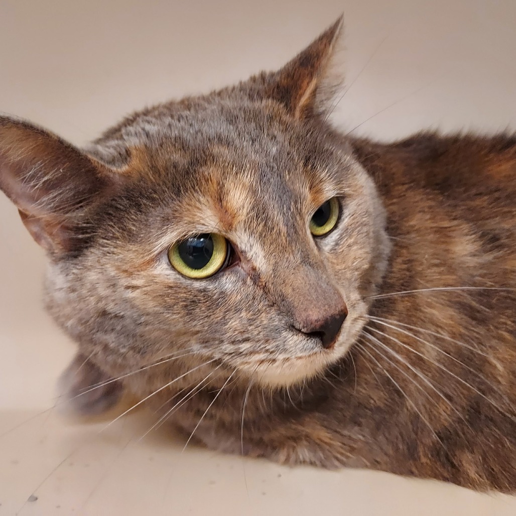 ANGELA - Domestic Shorthair / Mix available for adoption