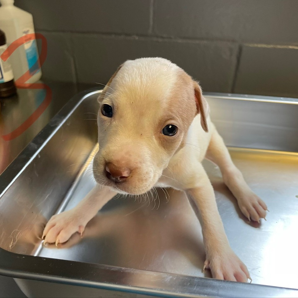 Tusc Stray 84001 2 3