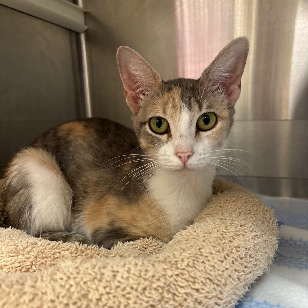 Devyn