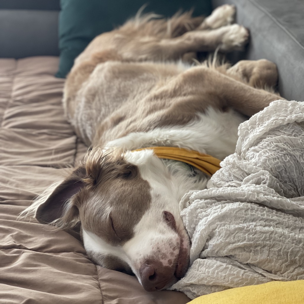 TOBY, photo 17
