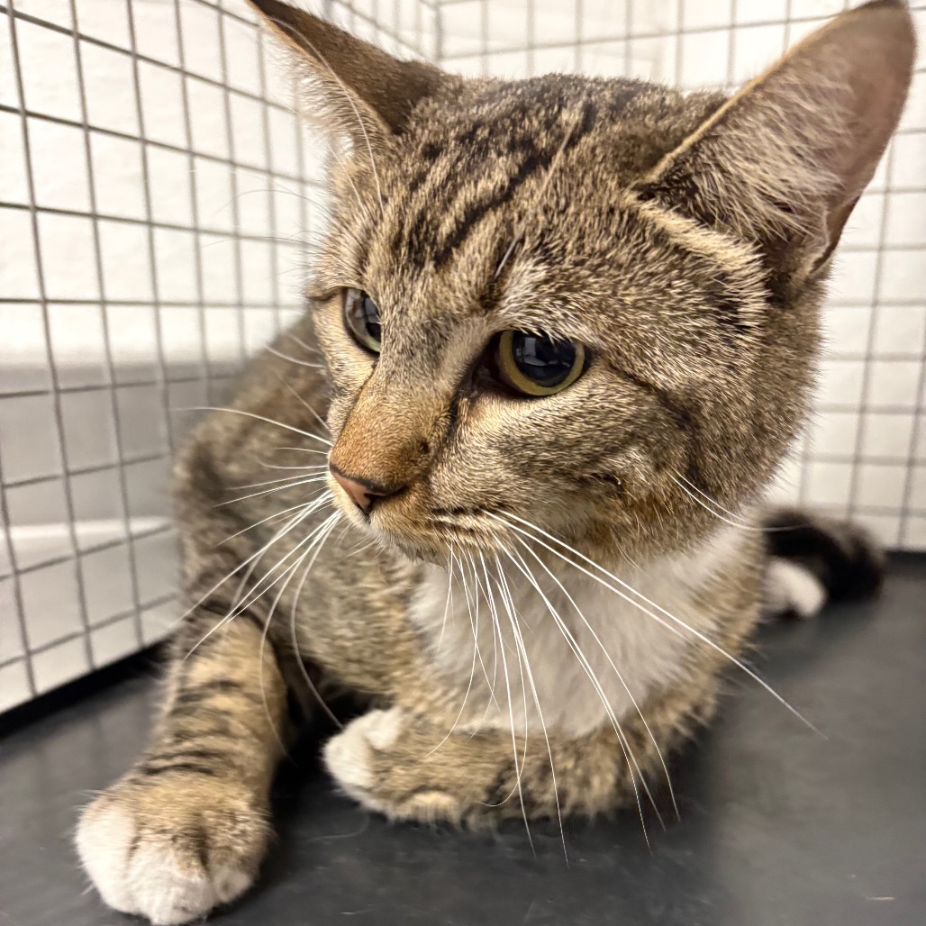 KATIE - Domestic Shorthair available for adoption