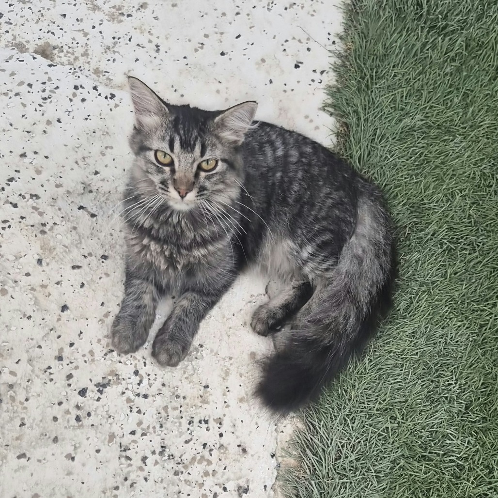 DAPHNE - Domestic Longhair available for adoption