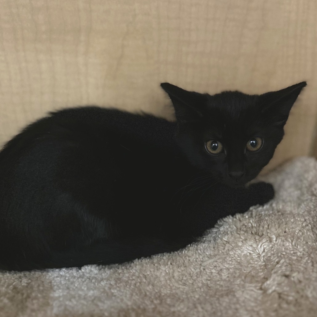 OAK - Domestic Shorthair available for adoption