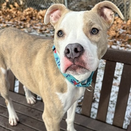 Stella — thumbnail 9