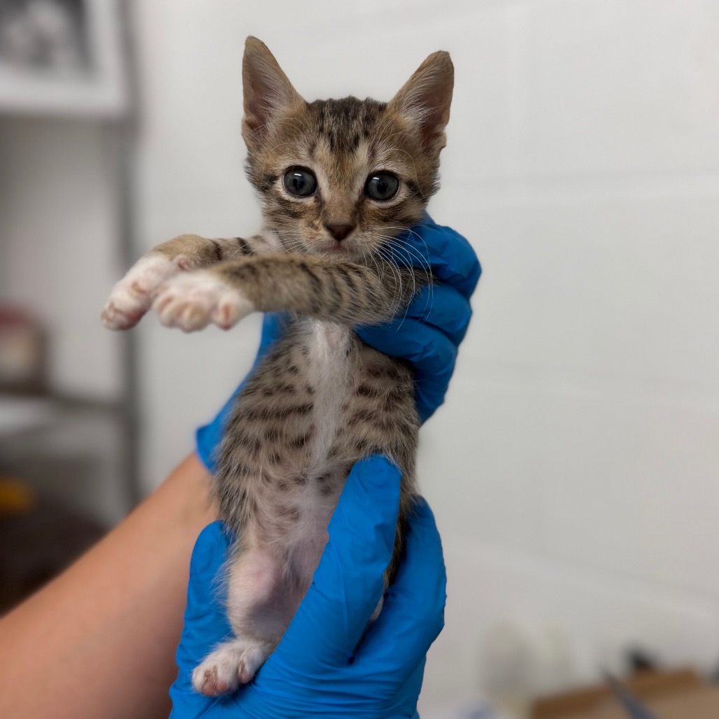 WHOPPER - Domestic Shorthair available for adoption