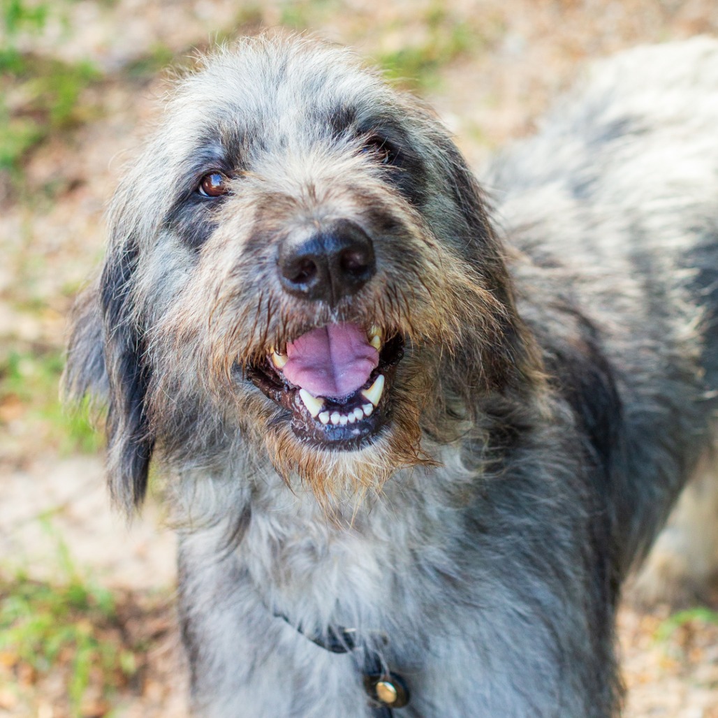 SNOOP FROGGY DOG - Sheep Dog / Poodle available for adoption