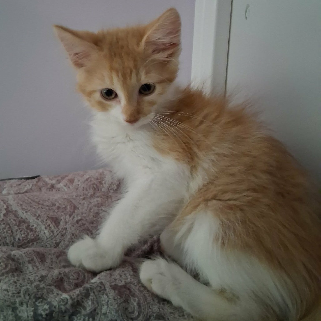 MICAH - Domestic Shorthair for adoption in Las Cruces
